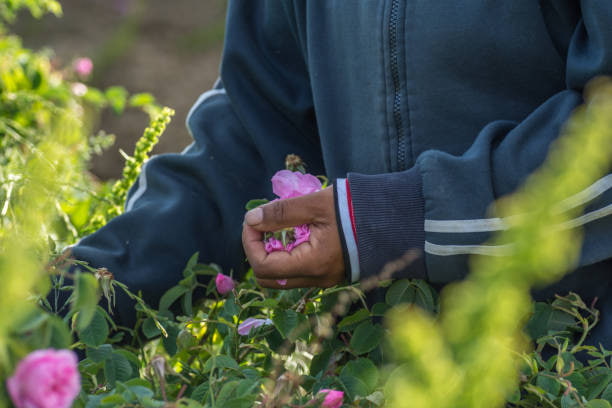 تصویر 2 از گل محمدی انتخاب ناب برای ساخت عطرهای سنتی ایرانی